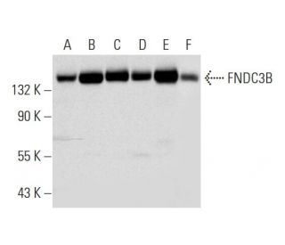 FNDC3B Antibody (B-1) - Western Blotting - Image 300159 