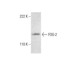 western blotting image from recommended FOG-2 (H-5) monoclonal antibody replacement. Image 300442