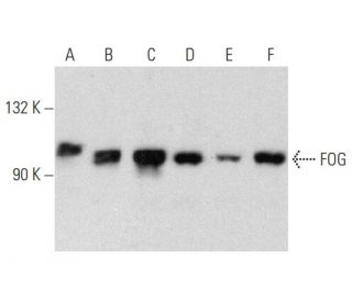 western blotting image from recommended FOG (A-6) monoclonal antibody replacement. Image 358384