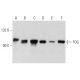 western blotting image from recommended FOG (A-6) monoclonal antibody replacement. Image 358384