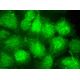 folliculin Antibody (D-4) - Immunofluorescence - Image 374780