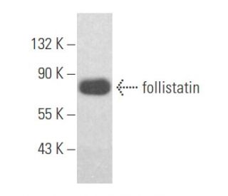western blotting image from recommended follistatin (C-8) monoclonal antibody replacement. Image 356113