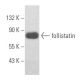 western blotting image from recommended follistatin (C-8) monoclonal antibody replacement. Image 356113