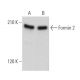 Formin 2 Antibody (C-3) - Western Blotting - Image 373362 