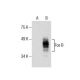 Fos B Antibody (B-10) - Western Blotting - Image 285790