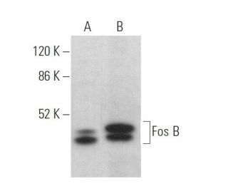 Fos B Antibody (B-10) - Western Blotting - Image 373971 