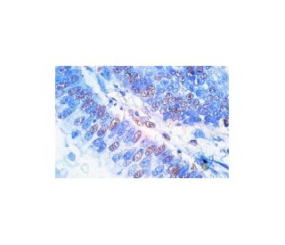 Fos B Antibody (C-11) - Immunohistochemistry - Image 758 