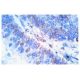 Fos B Antibody (C-11) - Immunohistochemistry - Image 758 