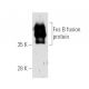 Fos B Antibody (C-11) - Western Blotting - Image 760