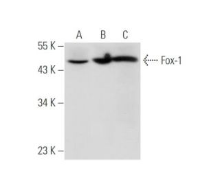 Fox-1 Antibody (A-12) - Western Blotting - Image 344611 