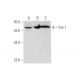 Fox-1 Antibody (A-12) - Western Blotting - Image 344611 