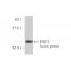 FOXC1 Antibody (4D11) - Western Blotting - Image 348482
