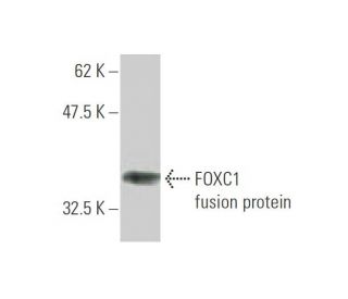 western blotting image from recommended FOXC1 (4D11) monoclonal antibody replacement. Image 348482