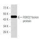 FOXC2 Antibody (1D11C8) - Western Blotting - Image 358290