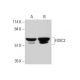 FOXC2 Antibody (D-8) - Western Blotting - Image 348621