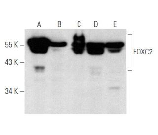 FOXC2 Antibody (D-8) - Western Blotting - Image 358370 