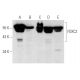 FOXC2 Antibody (D-8) - Western Blotting - Image 358370 