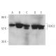 FOXC2 Antibody (D-8) - Western Blotting - Image 370142 