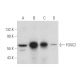 FOXC2 Antibody (G-7) - Western Blotting - Image 344591 