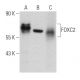 FOXC2 Antibody (G-7) - Western Blotting - Image 358401 