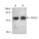 FOXC2 Antibody (G-7) - Western Blotting - Image 395721