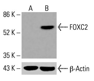 FOXC2 Antibody (D-8) - Western Blotting - Image 416014