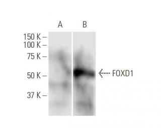 FOXD1 Antibody (2C10) - Western Blotting - Image 347554 