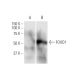 FOXD1 Antibody (2C10) - Western Blotting - Image 347554 