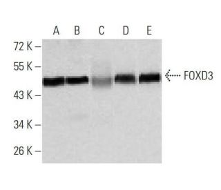FOXD3 Antibody (5G9B10) - Western Blotting - Image 358258 