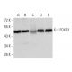 FOXD3 Antibody (5G9B10) - Western Blotting - Image 358258 