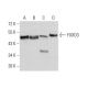 FOXD3 Antibody (5G9B10) - Western Blotting - Image 358259 