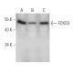 FOXD3 Antibody (5G9B10) - Western Blotting - Image 368243