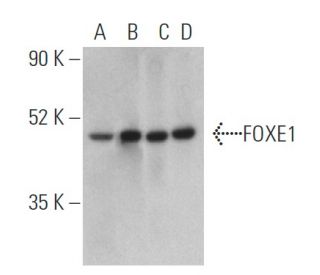 FOXE1 Antibody (D-6) - Western Blotting - Image 401351 
