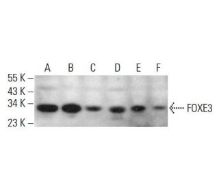 FOXE3 Antibody (G-1) - Western Blotting - Image 384312 