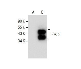 FOXE3 Antibody (G-4) - Western Blotting - Image 286019 