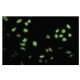 FOXF2 Antibody (L-29) - Immunofluorescence - Image 35772
