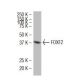 FOXF2 Antibody (L-29) - Western Blotting - Image 34409 