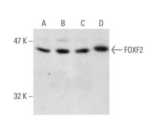 FOXF2 Antibody (L-29) - Western Blotting - Image 138563 