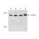 FOXF2 Antibody (L-29) - Western Blotting - Image 138563 