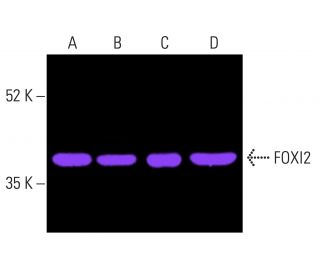 FOXI2 Antibody (E-5) - Western Blotting - Image 402051 