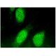 FOXJ1 Antibody (B-8) - Immunofluorescence - Image 293768 
