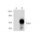 FOXJ1 Antibody (B-8) - Western Blotting - Image 139412