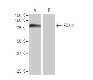 FOXJ2 Antibody (11K1) - Western Blotting - Image 64940
