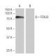 FOXJ2 Antibody (11K1) - Western Blotting - Image 64940