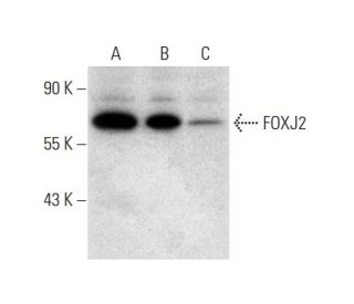 FOXJ2 Antibody (G-9) - Western Blotting - Image 318024 