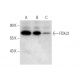 FOXJ2 Antibody (G-9) - Western Blotting - Image 318024 