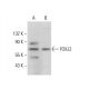 FOXJ2 Antibody (G-9) - Western Blotting - Image 379923