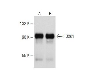 FOXK1 Antibody (G-4): sc-373810