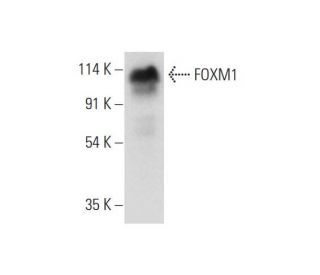 FOXM1抗体(A-11) | SCBT - Santa Cruz Biotechnology