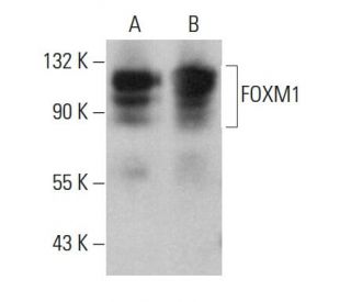FOXM1 Antibody (A-11) - Western Blotting - Image 376739 